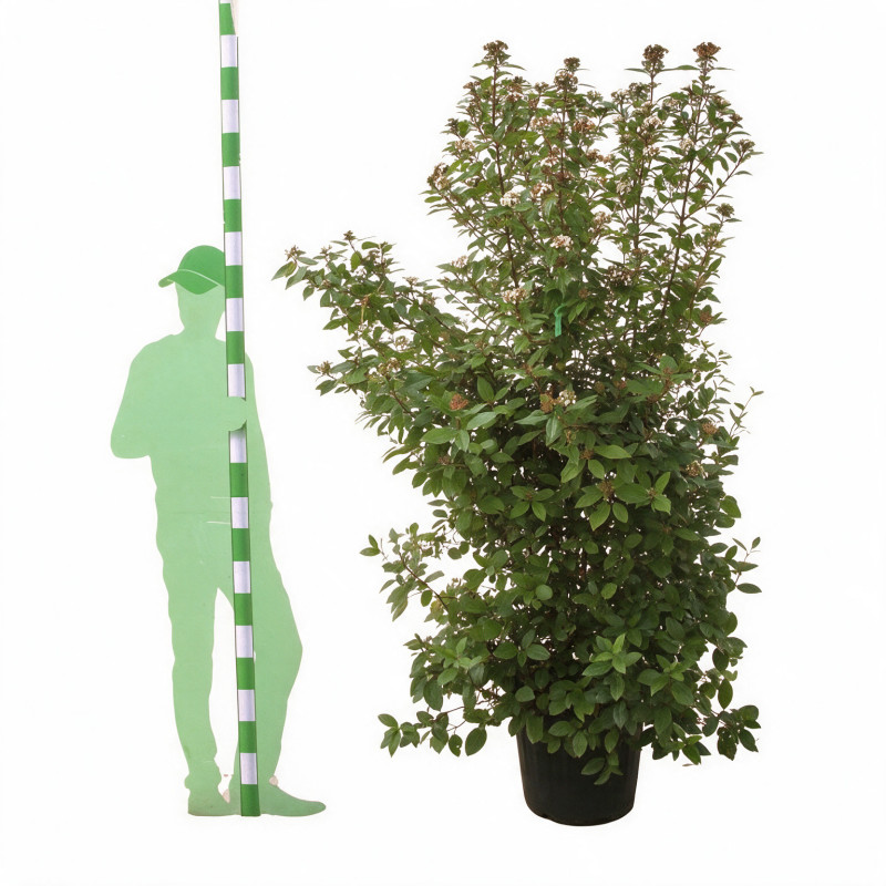 Laurier-tin - Viburnum tinus 175/200cm Pot 70L