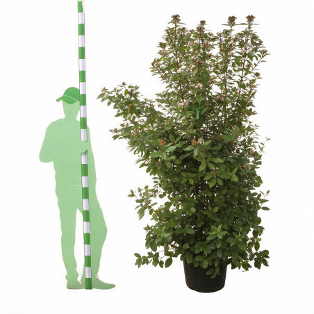 Laurier-tin - Viburnum tinus 175/200cm Pot 70L