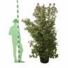 Laurier-tin - Viburnum tinus 175/200cm Pot 70L