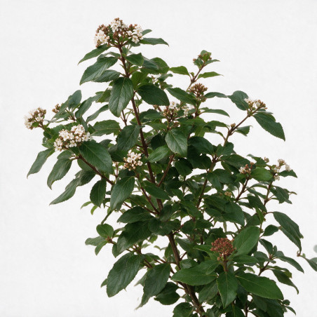 Laurier-tin - Viburnum tinus 175/200cm Pot 70L