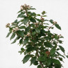 Laurier-tin - Viburnum tinus 175/200cm Pot 70L