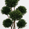 Houx Mutchagara - Ilex crenata Mutchagara Bonsaï 150/170cm Pot 180L