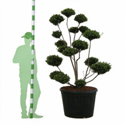 Houx Mutchagara - Ilex crenata Mutchagara Bonsaï 150/170cm Pot 180L
