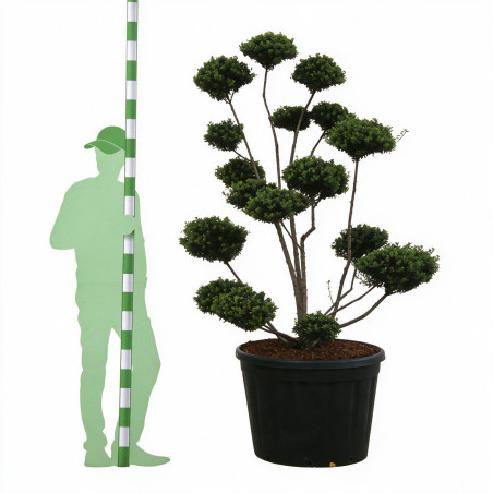 Houx Mutchagara - Ilex crenata Mutchagara Bonsaï 150/170cm Pot 180L