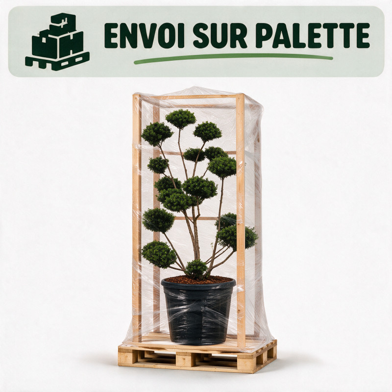Houx Mutchagara - Ilex crenata Mutchagara Bonsaï 150/170cm Pot 180L