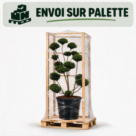 Houx Mutchagara - Ilex crenata Mutchagara Bonsaï 150/170cm Pot 180L