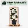 Houx Mutchagara - Ilex crenata Mutchagara Bonsaï 150/170cm Pot 180L