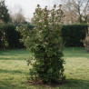 Laurier-tin - Viburnum tinus 175/200cm Pot 70L