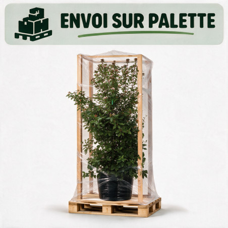 Laurier-tin - Viburnum tinus 175/200cm Pot 70L