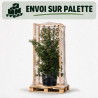 Laurier-tin - Viburnum tinus 175/200cm Pot 70L