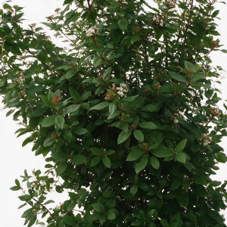 Laurier-tin - Viburnum tinus 150/200cm Pot 45L