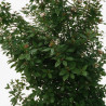 Laurier-tin - Viburnum tinus 150/200cm Pot 45L
