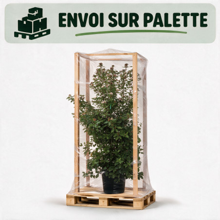 Laurier-tin - Viburnum tinus 150/200cm Pot 45L