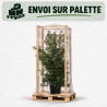 Laurier-tin - Viburnum tinus 150/200cm Pot 45L