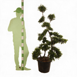 Houx - Ilex crenata Bonsaï 150/170cm Pot 35L
