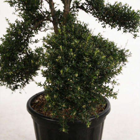 Houx - Ilex crenata Bonsaï 150/170cm Pot 35L
