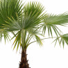 Palmier Washingtonia - Washingtonia robusta 150/170cm Pot 15L