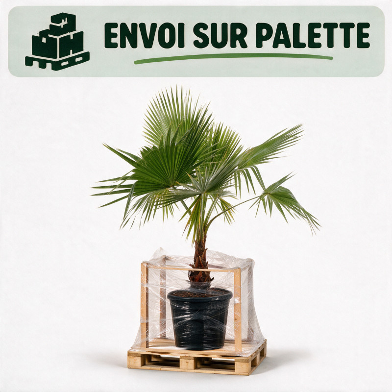 Palmier Washingtonia - Washingtonia robusta 150/170cm Pot 15L