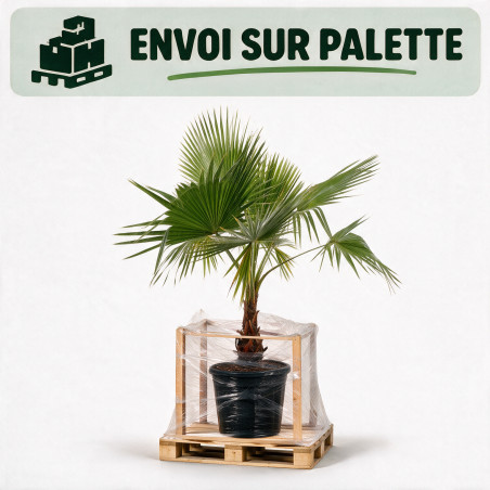 Palmier Washingtonia - Washingtonia robusta 150/170cm Pot 15L