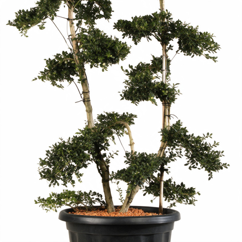 Houx - Ilex crenata Bonsaï 130/150cm Pot 25L