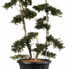 Houx - Ilex crenata Bonsaï 130/150cm Pot 25L