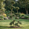 Houx - Ilex crenata Bonsaï 130/150cm Pot 25L