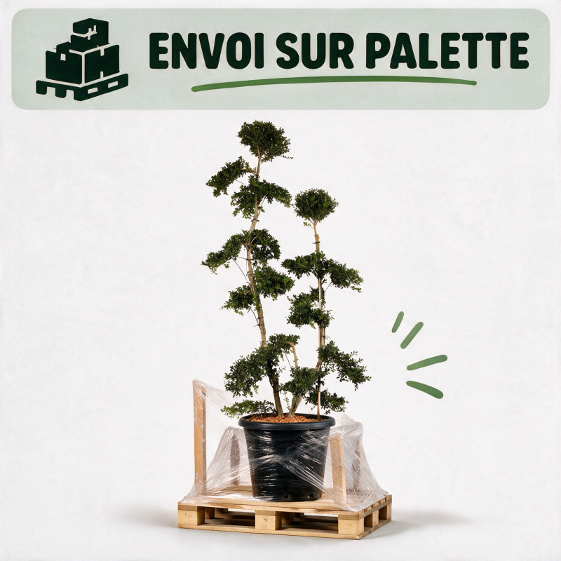 Houx - Ilex crenata Bonsaï 130/150cm Pot 25L