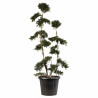 Houx - Ilex crenata Bonsaï 130/150cm Pot 25L