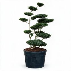Houx Green Hedge - Ilex crenata Green Hedge Bonsaï 125/150cm Pot 180L