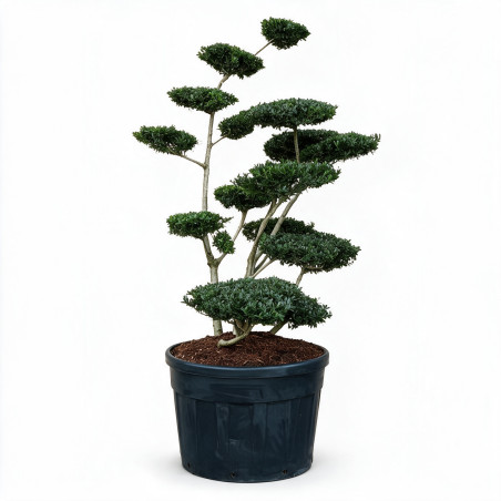 Houx Green Hedge - Ilex crenata Green Hedge Bonsaï 125/150cm Pot 180L