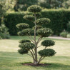 Houx Green Hedge - Ilex crenata Green Hedge Bonsaï 125/150cm Pot 180L