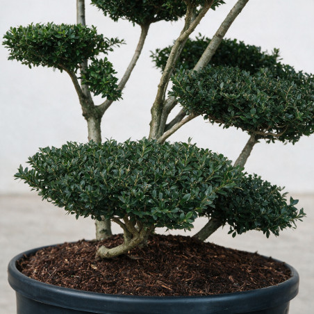 Houx Green Hedge - Ilex crenata Green Hedge Bonsaï 125/150cm Pot 180L