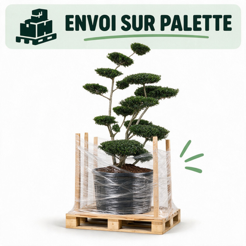 Houx Green Hedge - Ilex crenata Green Hedge Bonsaï 125/150cm Pot 180L