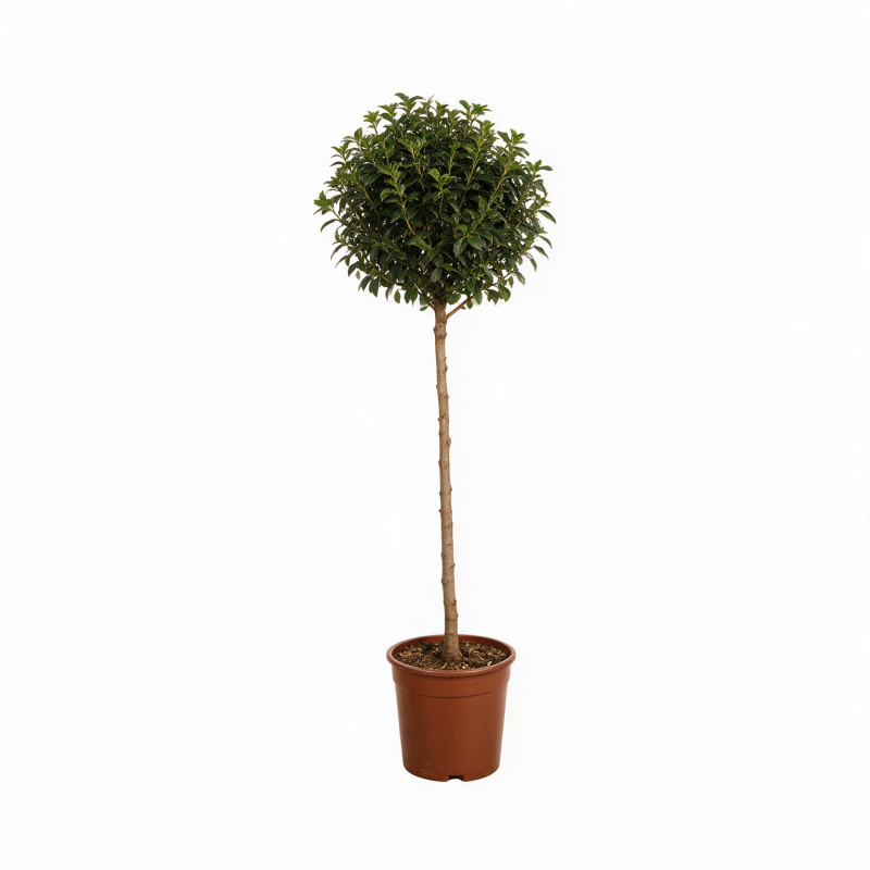 Laurier-tin - Viburnum tinus Demi-tige Pot 7L - 140cm