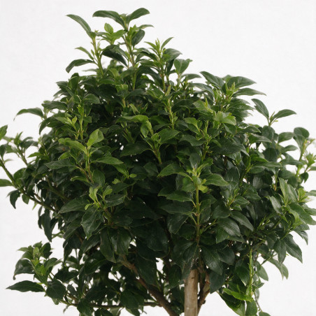 Laurier-tin - Viburnum tinus Demi-tige Pot 7L - 140cm