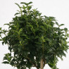 Laurier-tin - Viburnum tinus Demi-tige Pot 7L - 140cm