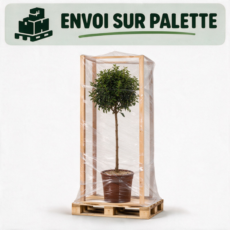 Laurier-tin - Viburnum tinus Demi-tige Pot 7L - 140cm
