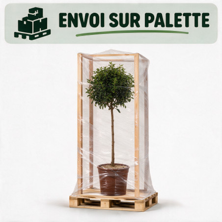 Laurier-tin - Viburnum tinus Demi-tige Pot 7L - 140cm