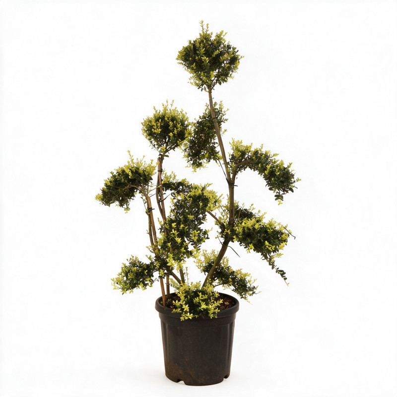 Houx - Ilex crenata Bonsaï 100/120cm Pot 18L