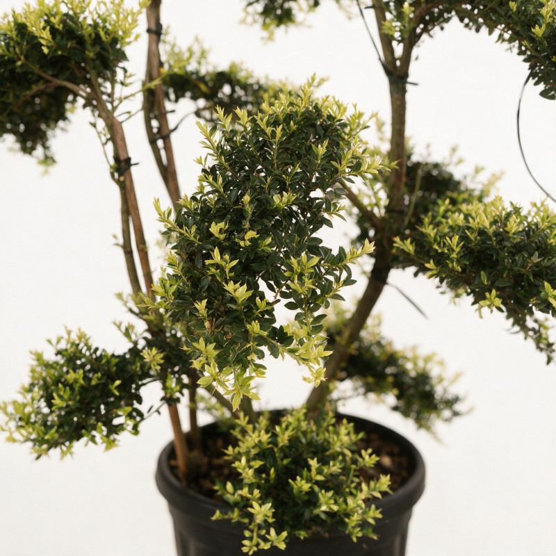 Houx - Ilex crenata Bonsaï 100/120cm Pot 18L