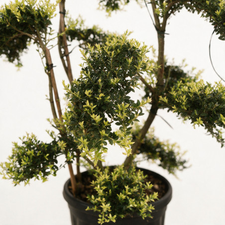 Houx - Ilex crenata Bonsaï 100/120cm Pot 18L