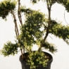 Houx - Ilex crenata Bonsaï 100/120cm Pot 18L