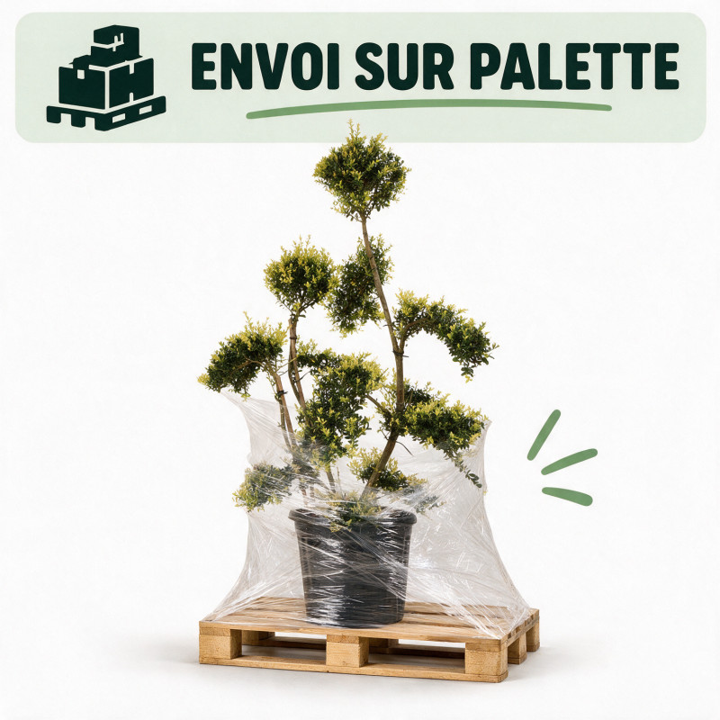 Houx - Ilex crenata Bonsaï 100/120cm Pot 18L