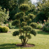 Houx - Ilex crenata Bonsaï 100/120cm Pot 18L