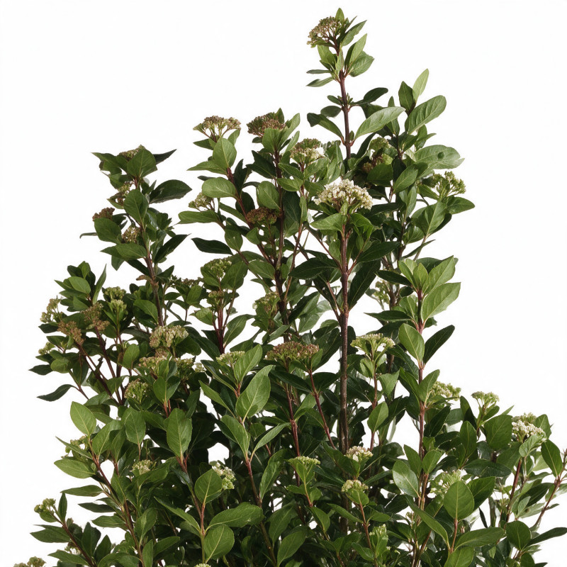 Laurier-tin - Viburnum tinus 125/145cm Pot 30L