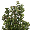 Laurier-tin - Viburnum tinus 125/145cm Pot 30L