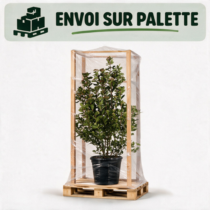 Laurier-tin - Viburnum tinus 125/145cm Pot 30L