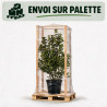 Laurier-tin - Viburnum tinus 125/145cm Pot 30L