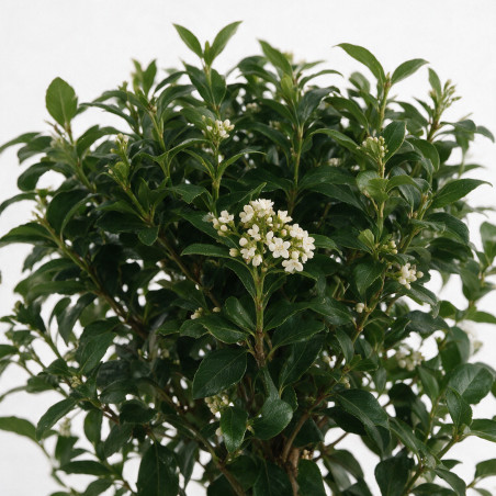 Laurier-tin - Viburnum tinus Mini tige 80cm Pot 7L