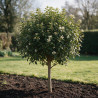 Laurier-tin - Viburnum tinus Mini tige 80cm Pot 7L